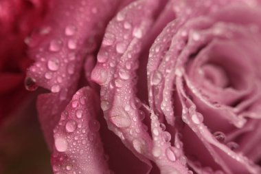 Smoke close-up selective soft focus cream pink, red  Rose Flower bud petal with water drop. Natural blur background.