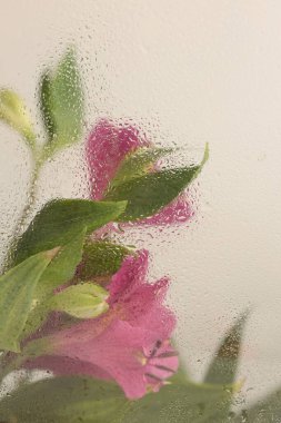 Yumuşak odaklı yeşil duman, pembe yaprak ve nemli su damlaları olan zambak çiçeği buketi. Soyut doğal bulanık bej arkaplan.