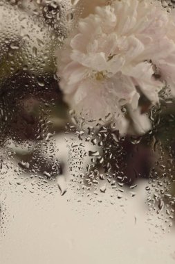 Duman seçilmiş yumuşak odak beyaz paskalya çiçeği buketi ve ıslak su damlaları. Soyut doğal bulanık bej arkaplan.