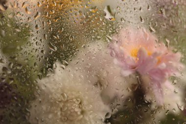Duman seçildi, nemli su damlalarıyla dolu cam içinden yumuşak odaklı paskalya çiçeği buketi. Soyut doğal bulanık arkaplan.