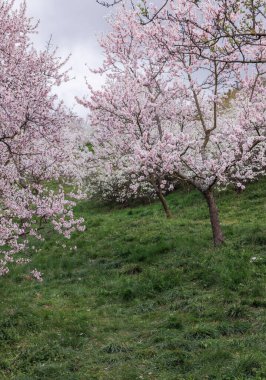 Pembe kiraz çiçeği bahçesi, yeşil fotoğraf kağıdı. Arkaplan kapat. 