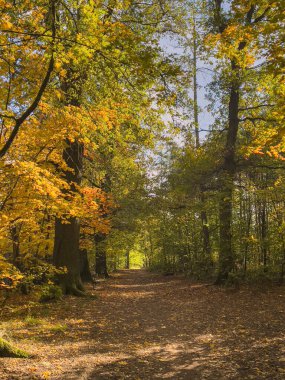 Ağaçlar ve yapraklarla dolu güzel sonbahar manzarası