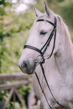 Beyaz benekli, kahverengi saçlı güzel beyaz bir atın portresi..