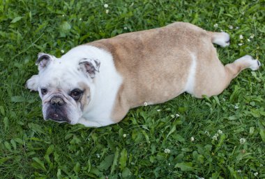 İngiliz Bulldog 'u yeşil çimlerin üzerinde yatıyor