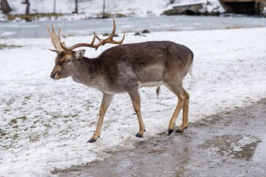 Çek Cumhuriyeti 'ndeki Blatna Kalesi parkında geyik