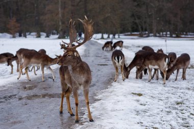 Çek Cumhuriyeti 'ndeki Blatna Kalesi parkında geyik