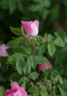 Yeşil bahçede yağmur damlalarıyla pembe gül 