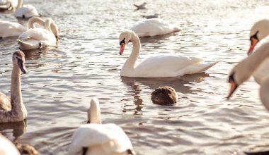 beautiful swans on the river Vltava in the Prague.