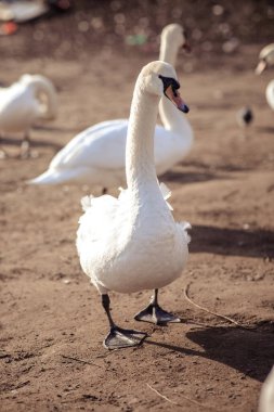 Beyaz Kuğu Vltava Nehri üzerinde