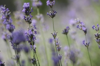 Lavanta bahçesinde lavanta