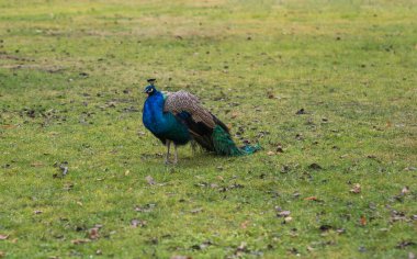 Prag'da parkta peacock 