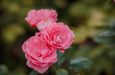 Bahçede yüzüklü güzel pembe güller