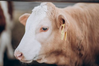 Beyaz bir ineğin yakın plan portresi.