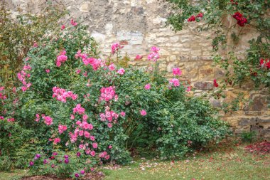 pink roses and flowers in garden
