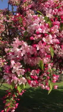 Prag 'da ilkbaharda çiçek açarlar. güzel pembe çiçekler