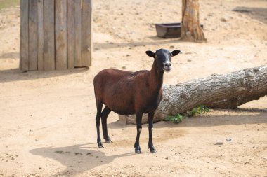 black and white goat walking in the farm