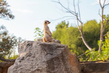 a closeup shot of a young gopher sitting under the sunlight in Prague ZOO