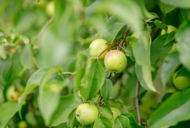 ripe apples on tree in garden. organic food.