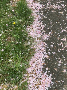 beautiful flowers in the garden. flower petal on the ground