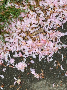 beautiful botanical shot, natural wallpaper. beautiful flowers in the garden. flower petal on the ground
