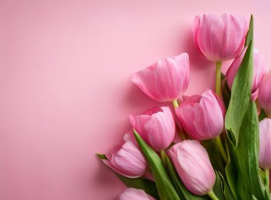 Pembe arka planda pembe laleler