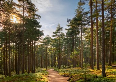 Ormandaki çam ağaçları