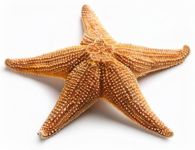 Beyaz arka plan üzerinde izole deniz deniz yıldızı