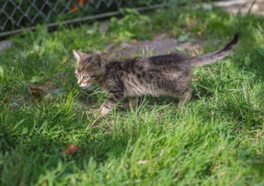 Gri tekir kedi bahçede yeşil çimlerde yürüyor