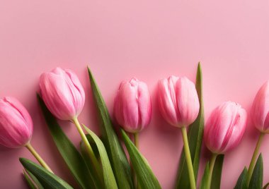 Pembe arkaplandaki pembe çiçek laleleri, üst görünüm, düz yatış, kopyalama alanı