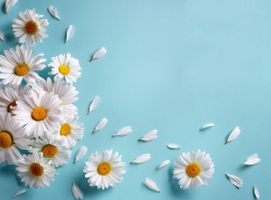 Mavi arkaplanda daire şeklinde beyaz papatya çiçekleri.