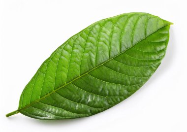 Beyaz arkaplanda taze yeşil çay yaprağı izole edilmiş.