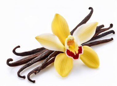 Beyaz arkaplanda orkide çiçeği