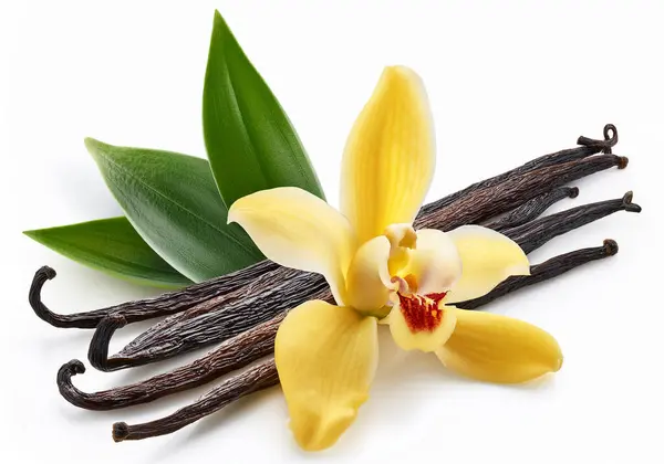 Vanilya ve vanilya çiçeği