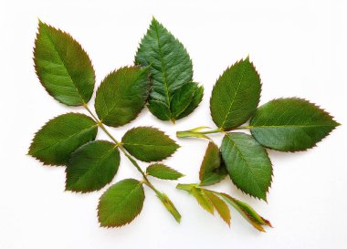 defne yaprağının yaprakları