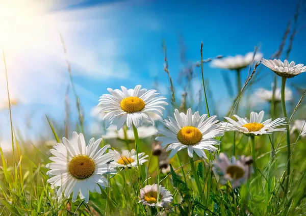 Bir yaz gününde beyaz papatyalar.