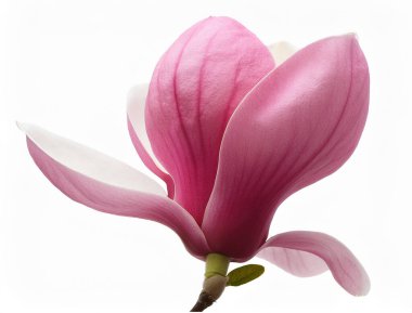 Beyaz arkaplanda izole edilmiş pembe çiçek.