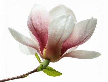 Beyaz izole Manolya çiçek