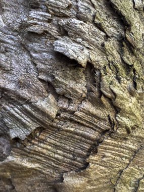 Eski ağaç kabuğu arkaplanı.