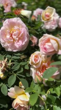 Bahçedeki güzel güller