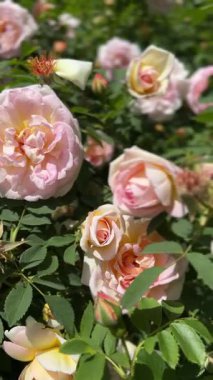 Bahçedeki güzel çiçekler