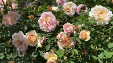 Bahçedeki güzel güller