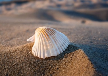 Kumların üzerinde altın bir deniz kabuğu. yaz tatili konsepti.