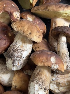 Siyah arka planda taze mantarlar