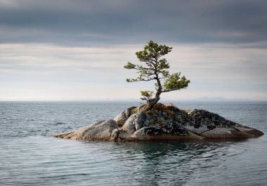 Kuzey Kutup Suyu 'ndaki kayalık bir sahildeki ağaç