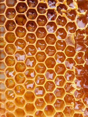 Kovandaki bal arısının yakın görüntüsü.