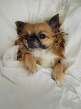 Köpek yatakta uyuyor.