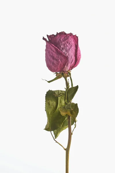 Getrocknete Rosenblüte Isoliert Auf Weißem Hintergrund Nahaufnahme — Stockfoto