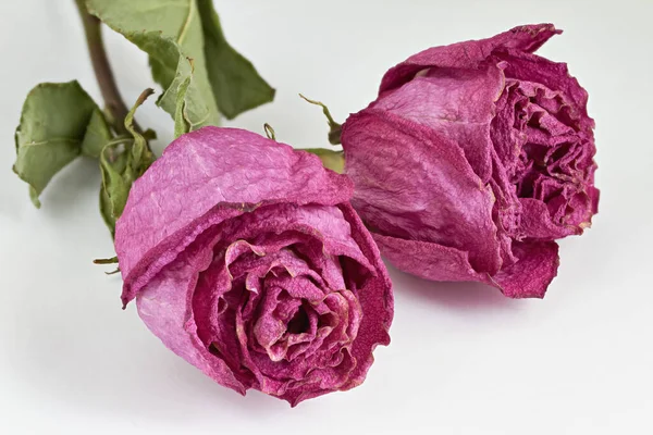Два Высохших Розовых Цветка Белом Фоне Крупный План — стоковое фото