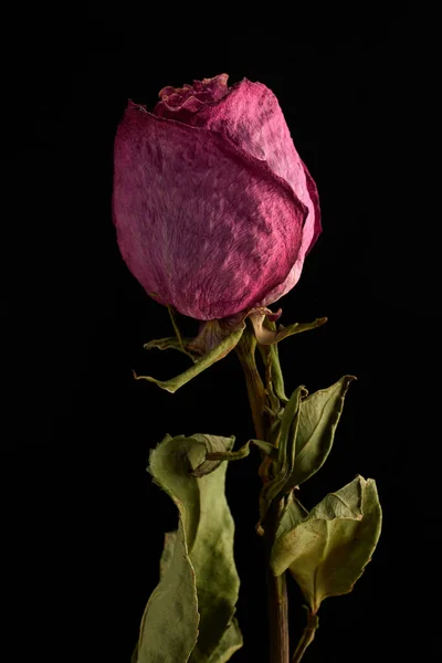Getrocknete Rosenblüte Auf Schwarzem Hintergrund Nahaufnahme — Stockfoto