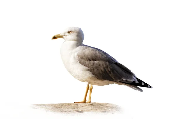 Sea Gull Isolated White Background Close — Stock Photo, Image